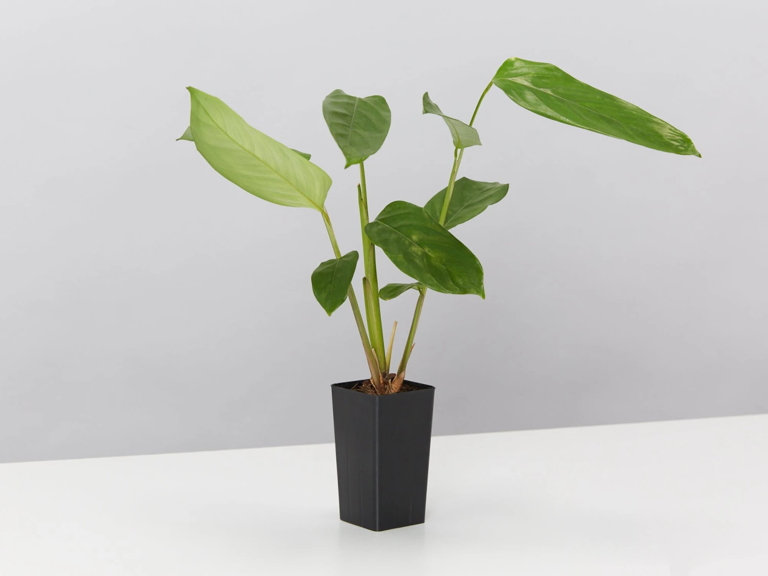 Ctenanthe Lubbersiana The Green Never Never Plant - Image 3