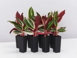 Ctenanthe Oppenheimiana Tricolour