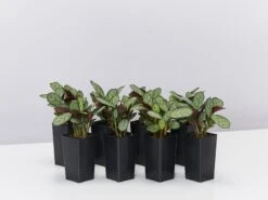 Ctenanthe Amagris