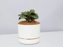 Ctenanthe Burle Marxii- Pot + Plant + Soil