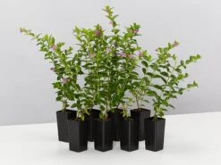 Cuphea Hyssopifolia Mauve