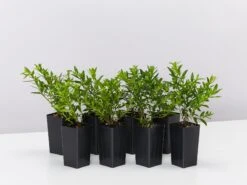 Cuphea Mexicana Compact White