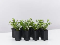 Cuphea Mexicana Compacta Purple