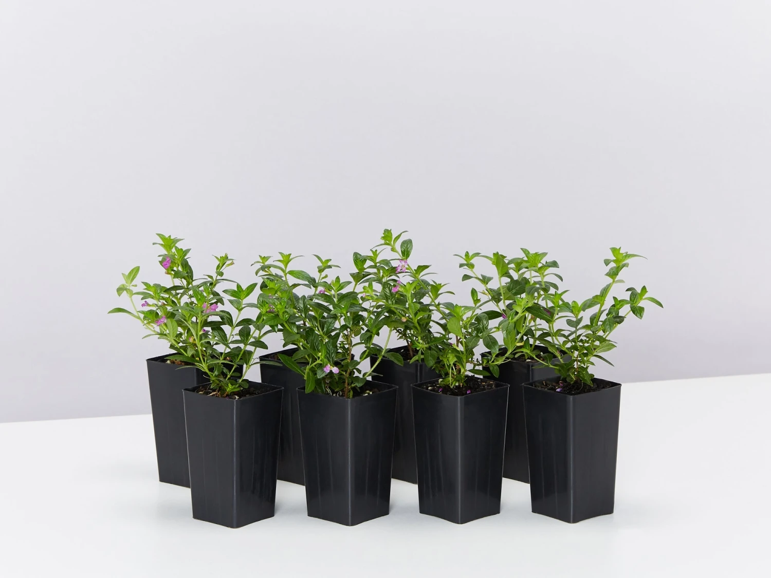 Cuphea Mexicana Compacta Purple