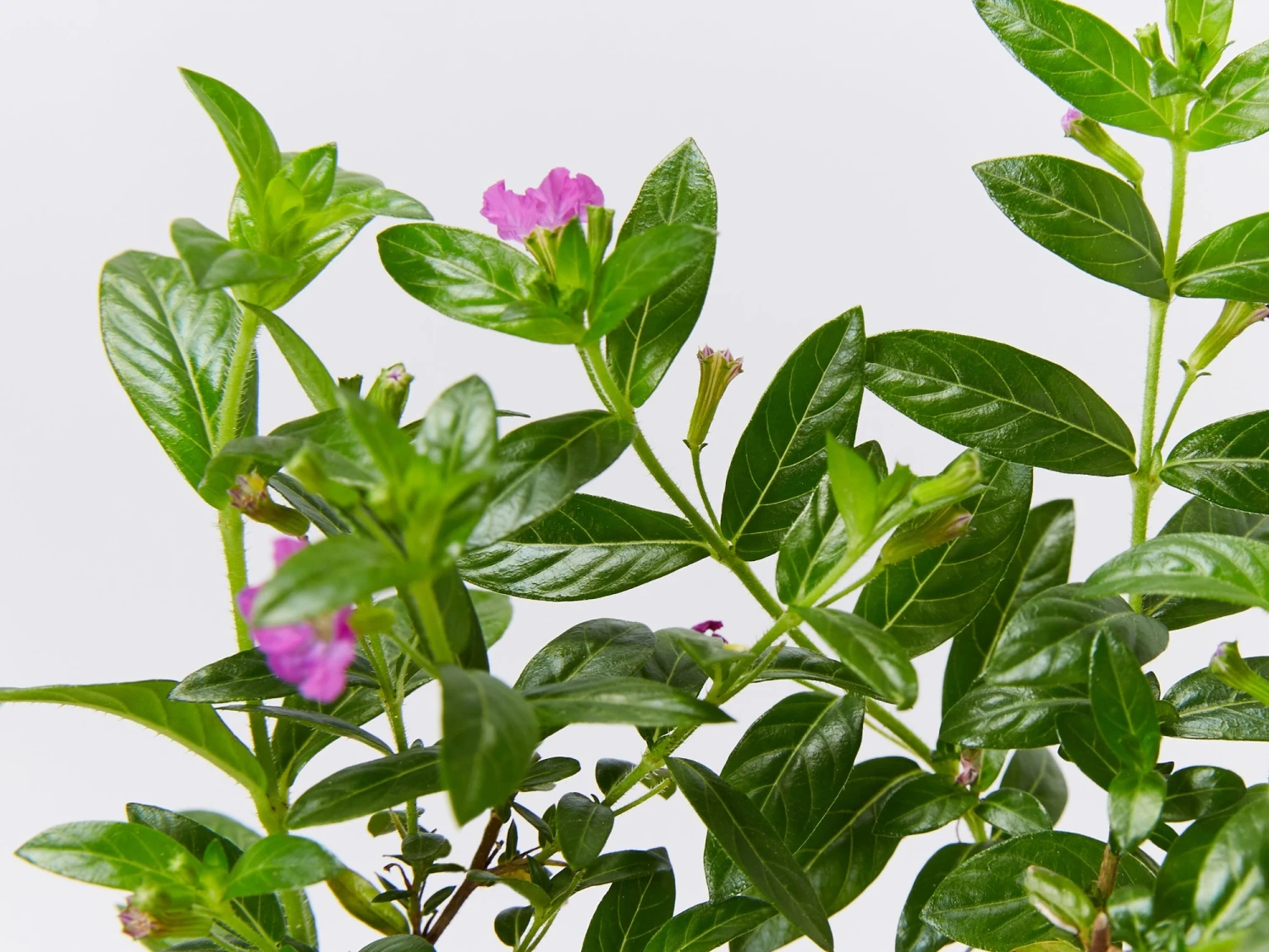 Cuphea Mexicana Compacta Purple - Image 2