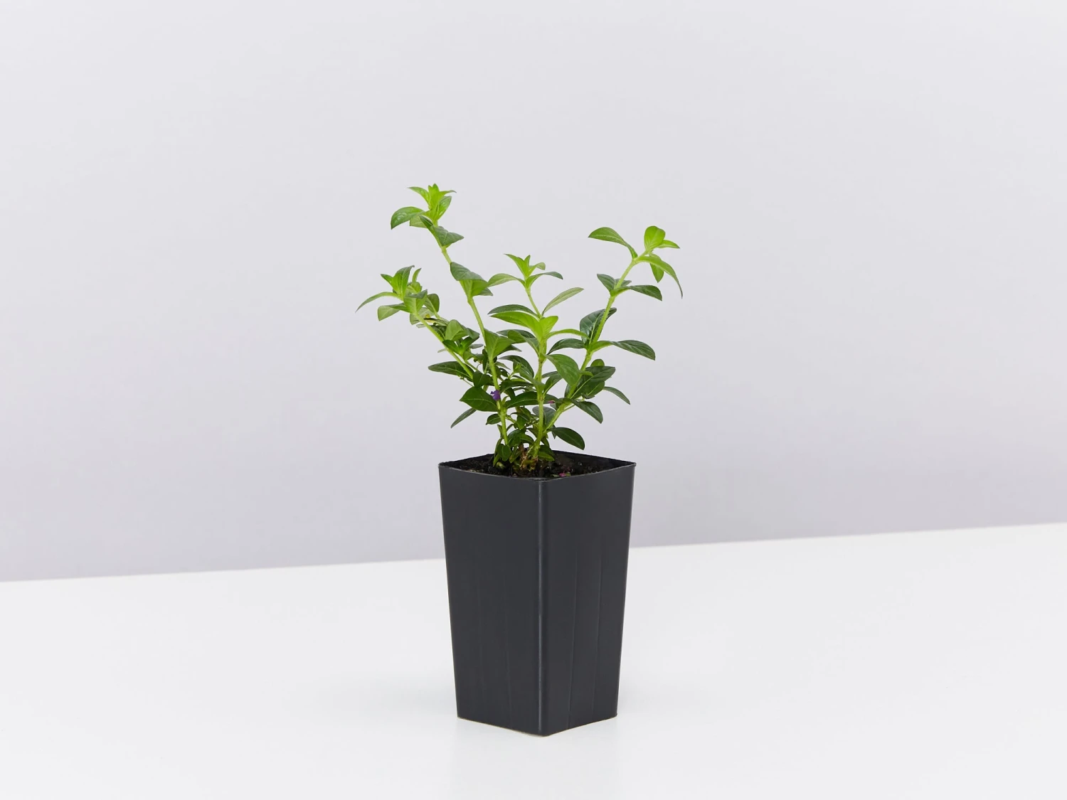 Cuphea Mexicana Compacta Purple - Image 4