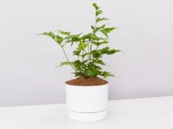Japanese Holly Fern - Pot + Plant + Soil