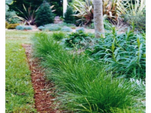 Lomandra Confertifolia "Little Con" - Image 4