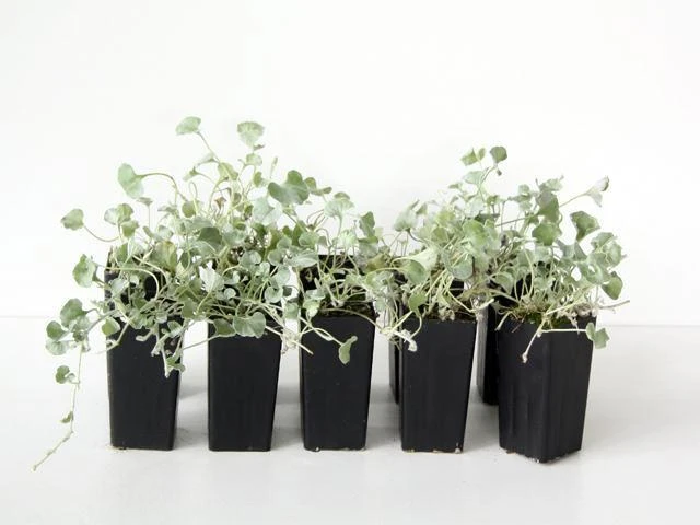 Dichondra Silver Falls - Image 2