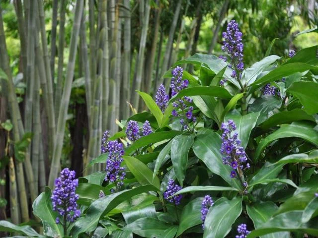 Dichorisandra Thyrsiflora Blue Ginger - Image 2