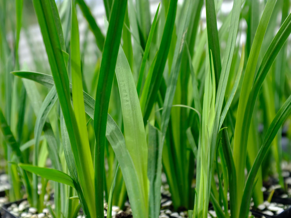 Dietes Bicolor - Image 8