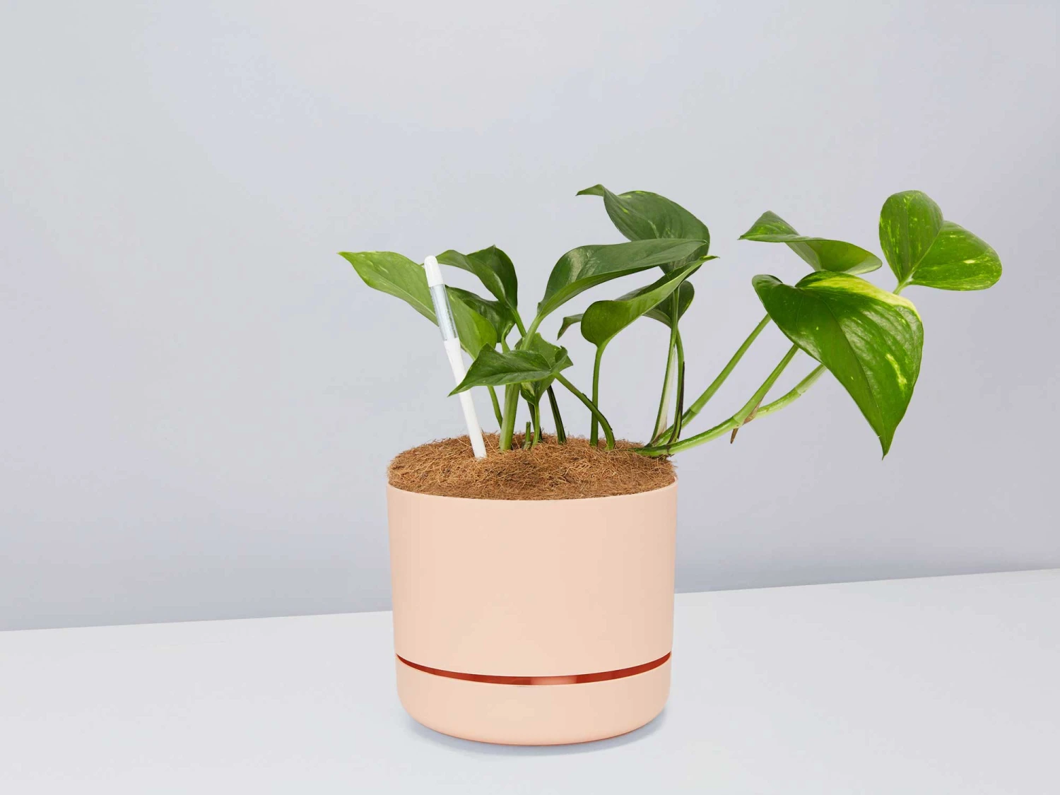 Houseplant Beginners Gift Box 🎁 - Sustee Included - Image 15