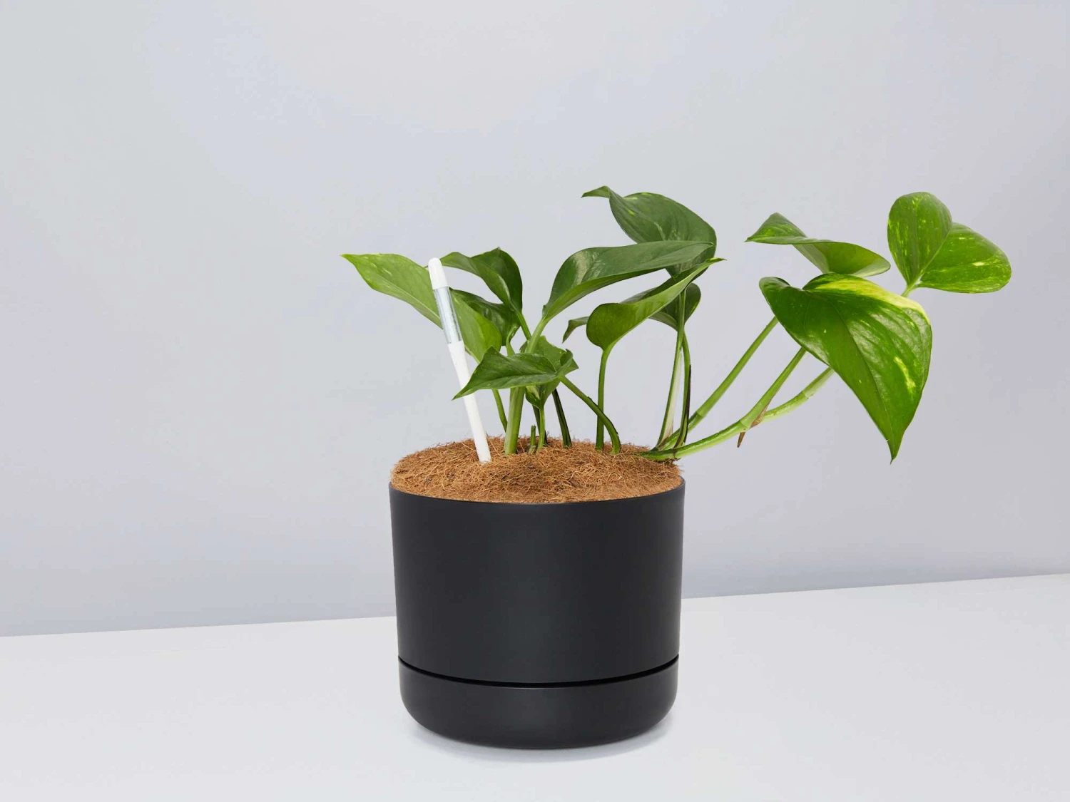 Houseplant Beginners Gift Box 🎁 - Sustee Included - Image 14