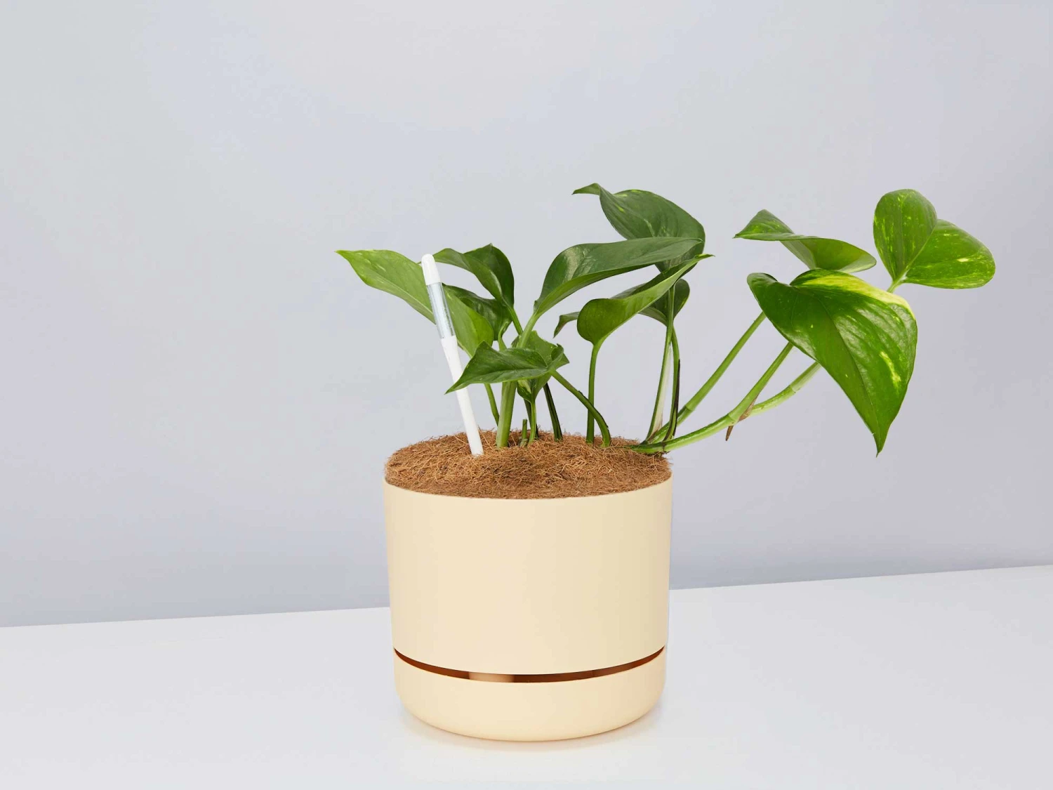 Houseplant Beginners Gift Box 🎁 - Sustee Included - Image 10