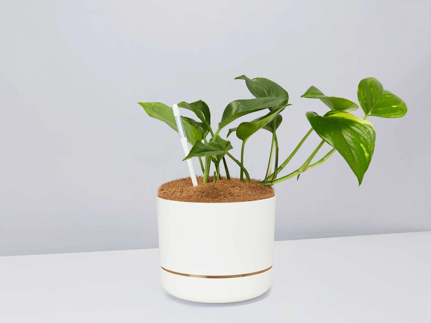 Houseplant Beginners Gift Box 🎁 - Sustee Included - Image 9