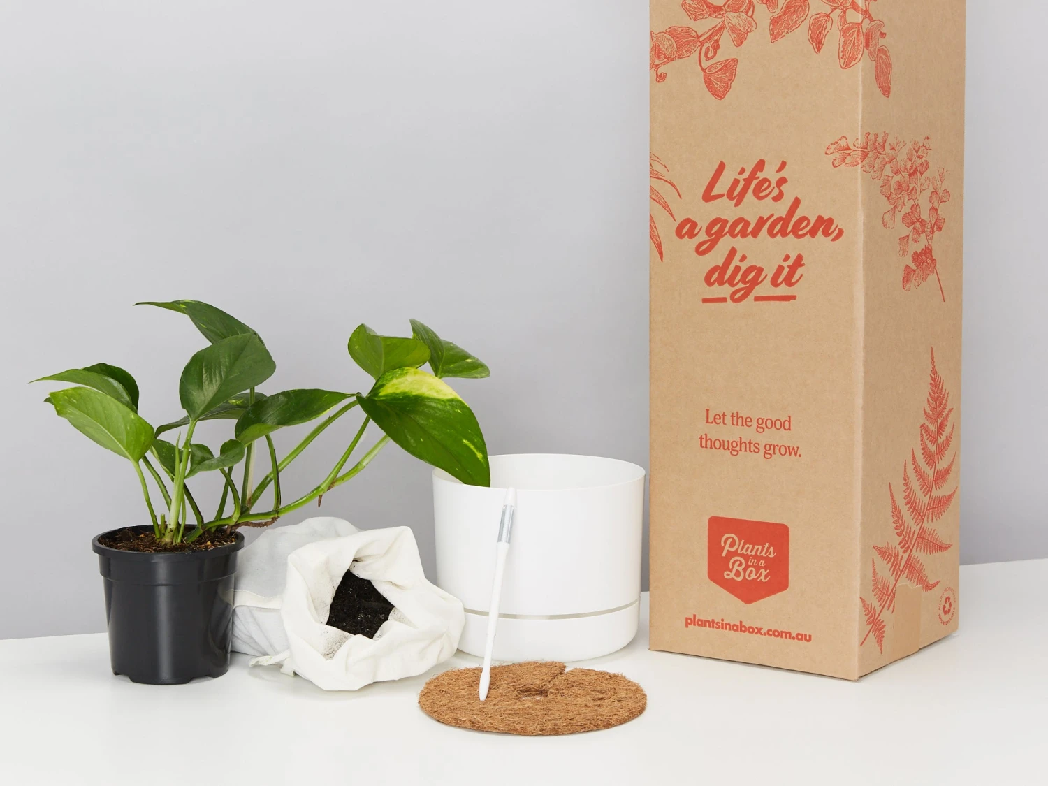 Houseplant Beginners Gift Box 🎁 - Sustee Included - Image 12