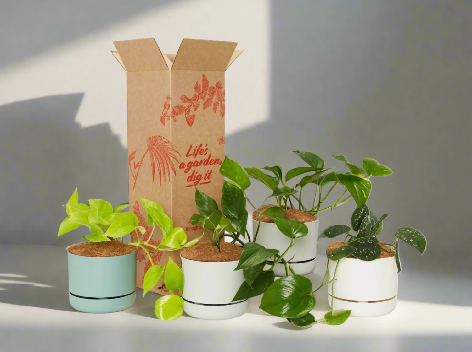 Houseplant Beginners Gift Box 🎁 - Sustee Included - Image 2