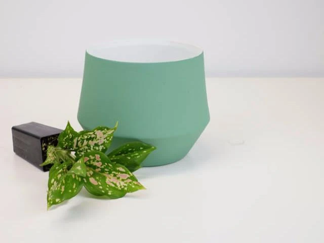 Aglaonema -Red Valentine - Image 5