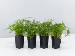 White Rabbits Foot Fern