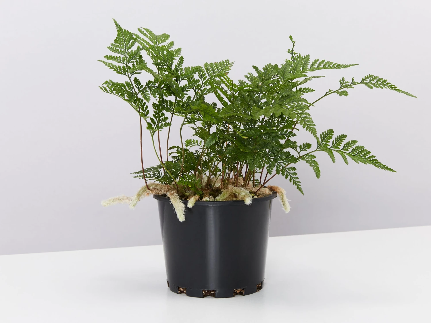 White Rabbits Foot Fern - Pot + Plant + Soil - Image 2