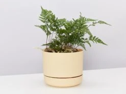 White Rabbits Foot Fern - Pot + Plant + Soil
