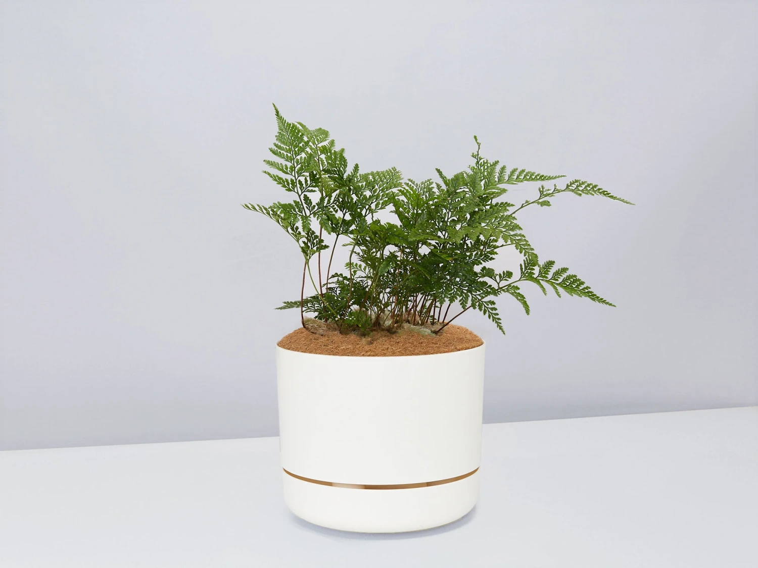 White Rabbits Foot Fern - Pot + Plant + Soil - Image 9