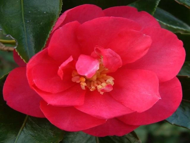 Camellia Sasanqua 'Dazzler' (rose Red Flower) - Image 2