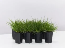 Deschampsia Cespitosa