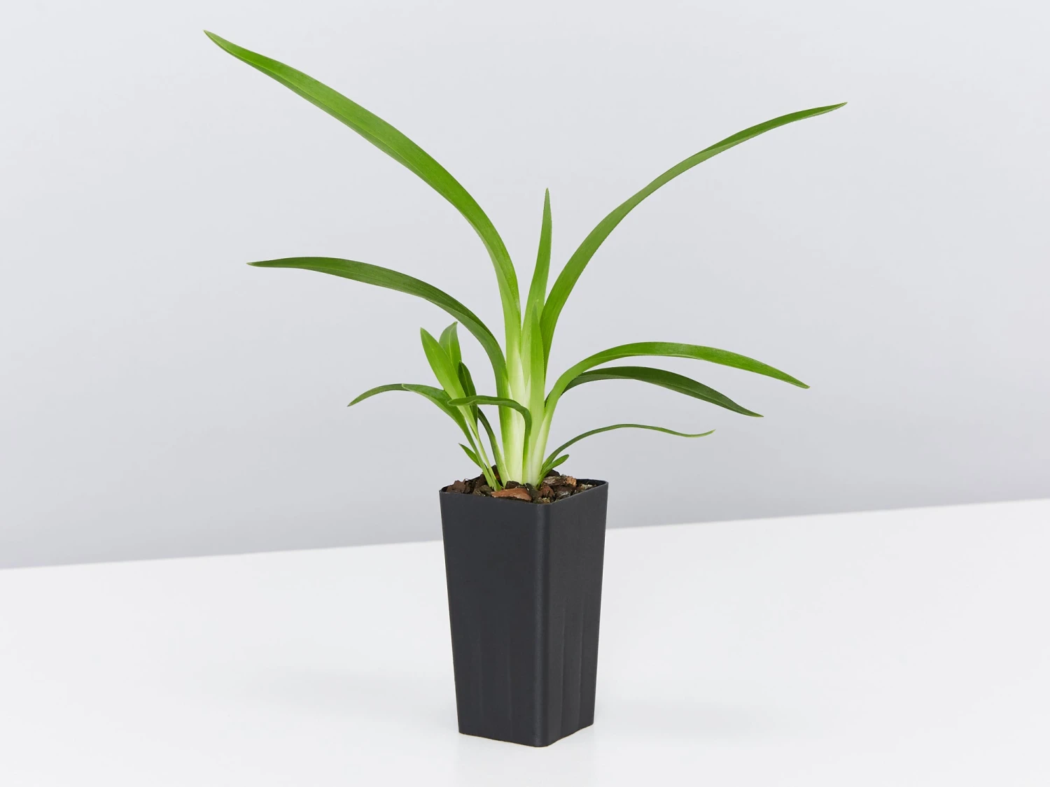 Australian Native Rainforest Mixed Pack - Image 2