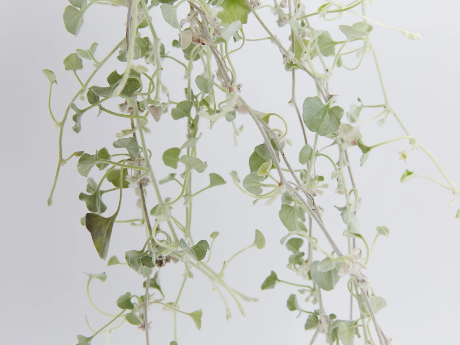 Dichondra Silver Falls - Image 8