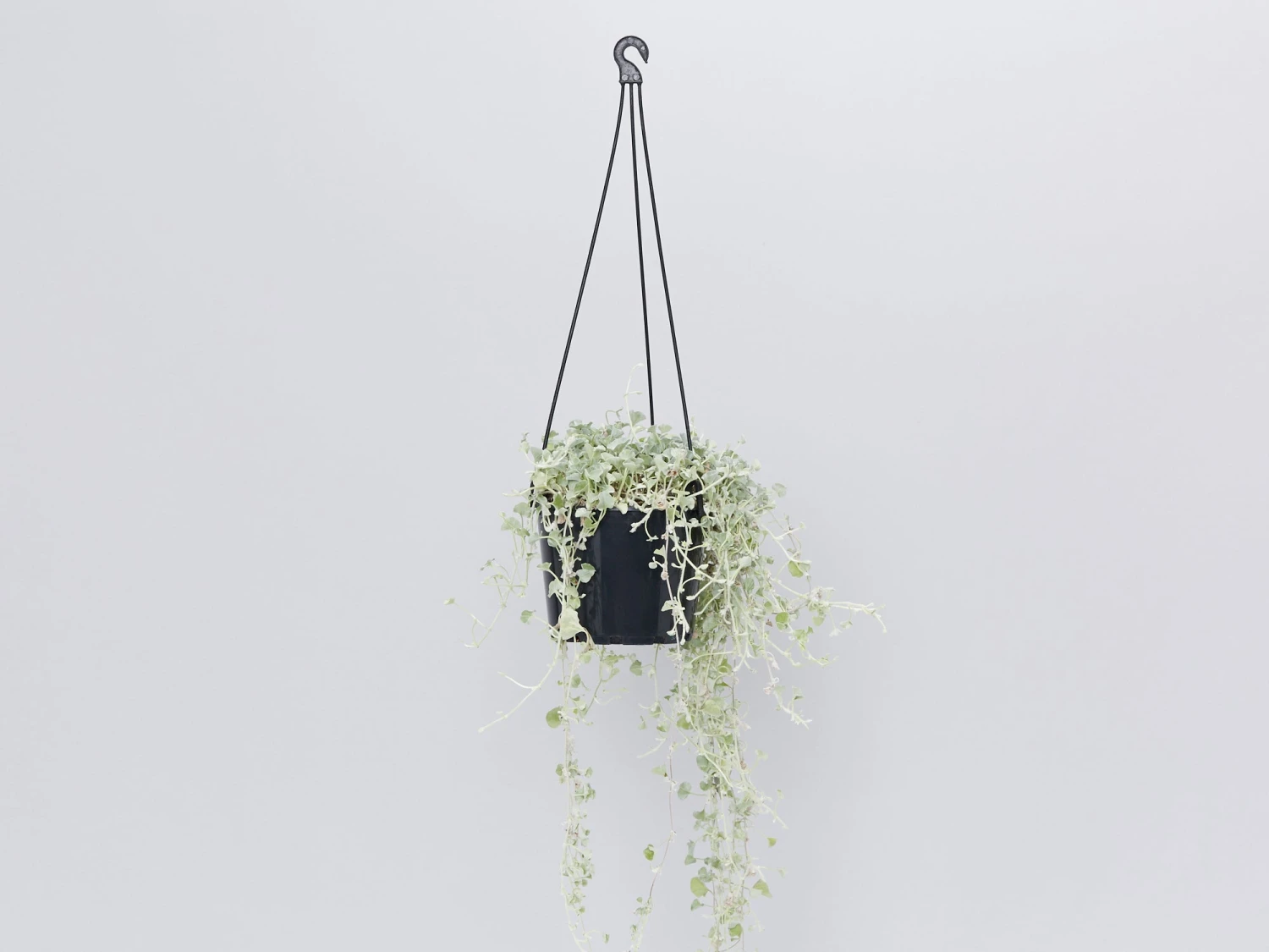 Dichondra Silver Falls - Image 10