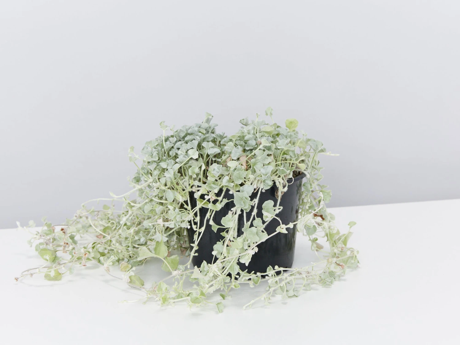 Dichondra Silver Falls - Image 3