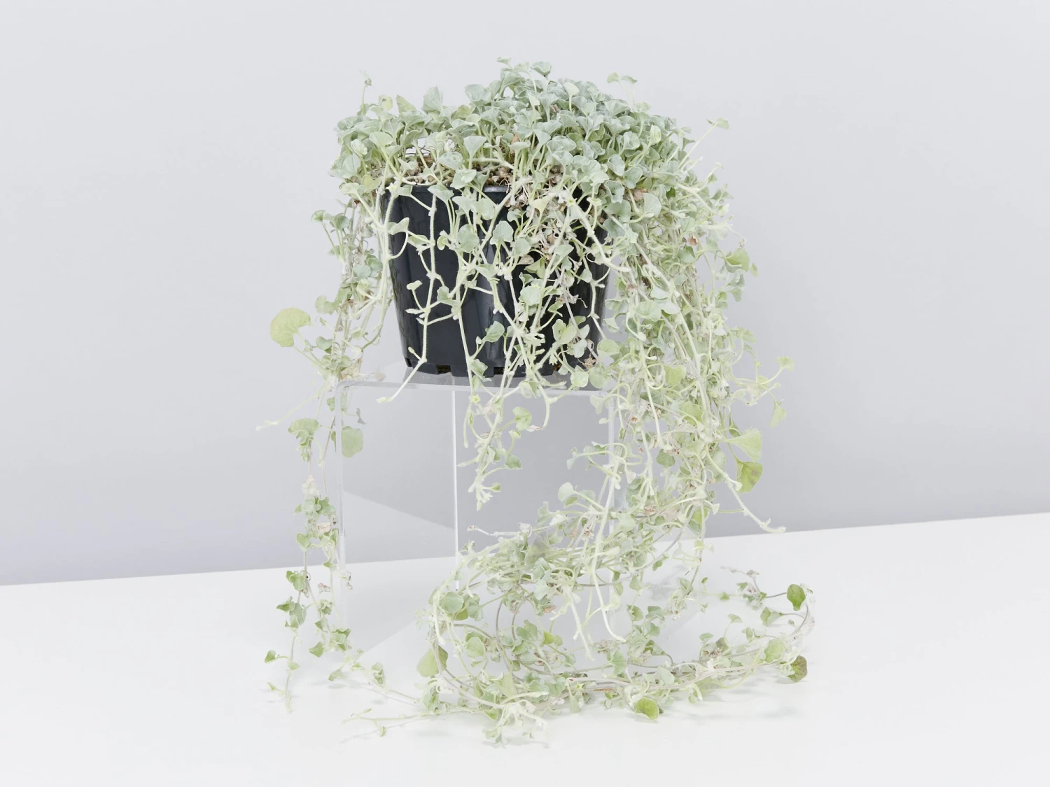 Dichondra Silver Falls - Image 6