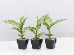 Dieffenbachia Memoria Corsii - 85mm