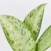 Dieffenbachia Memoria Corsii