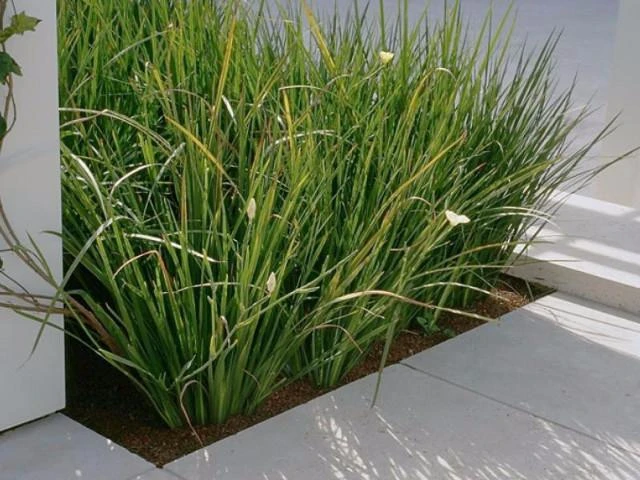 Dietes Bicolor - Image 2