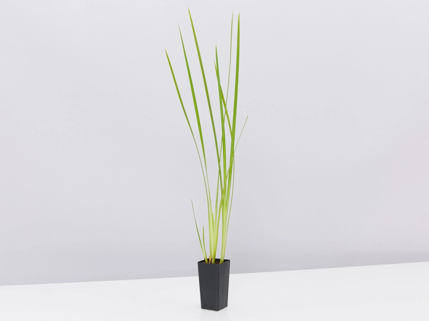 Dietes Bicolor - Image 4