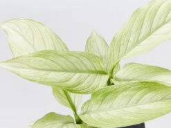 Dieffenbachia Seguine Milky Way