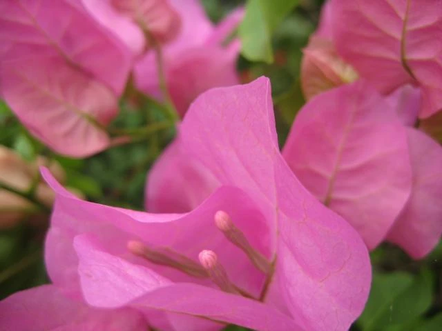 Bougainvillea Pink Donya