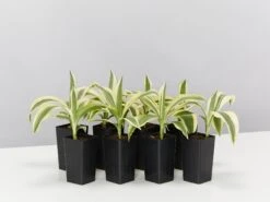 Dracaena Sanderiana White Stripe