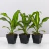 Dracaena Fragrans Burley