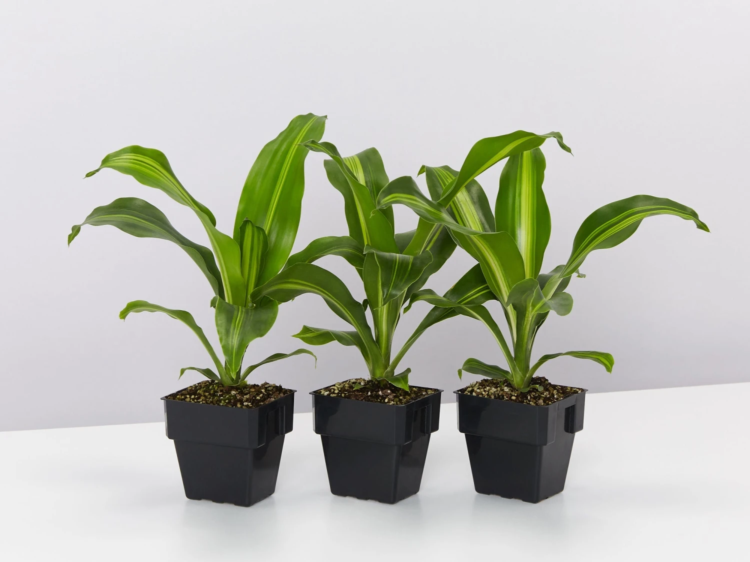 Dracaena Fragrans Burley