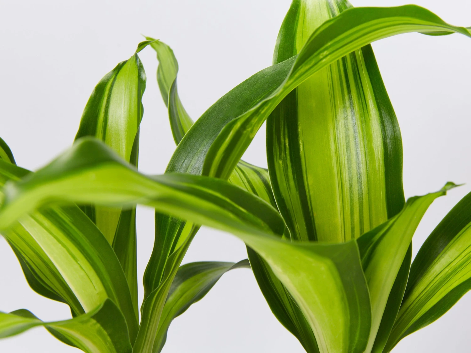 Dracena Marley 85mm - Image 2