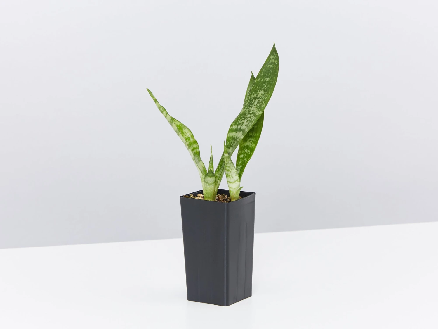 Dracaena Trifasciata - Image 4