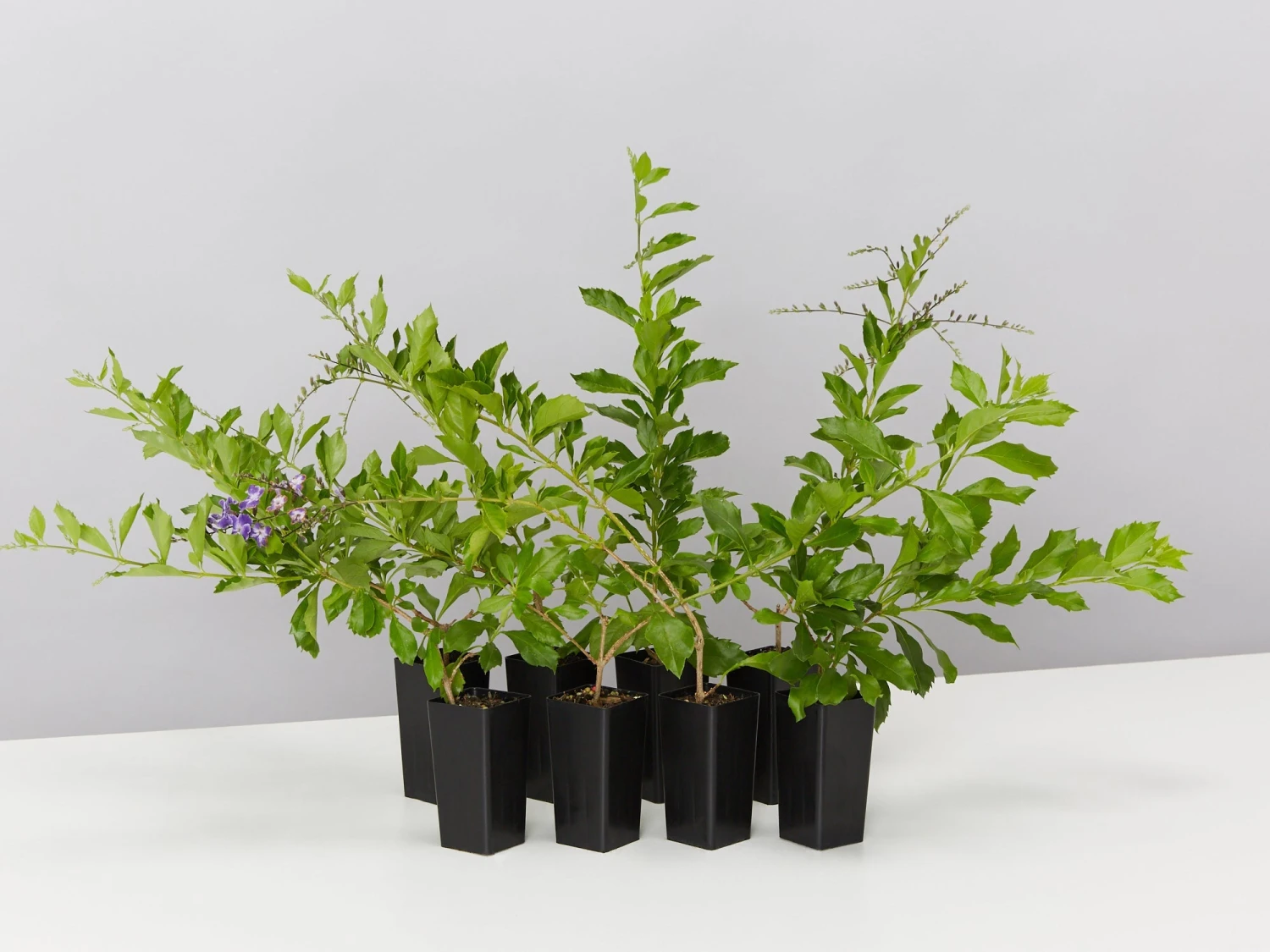 Duranta Repens 'Geisha Girl'