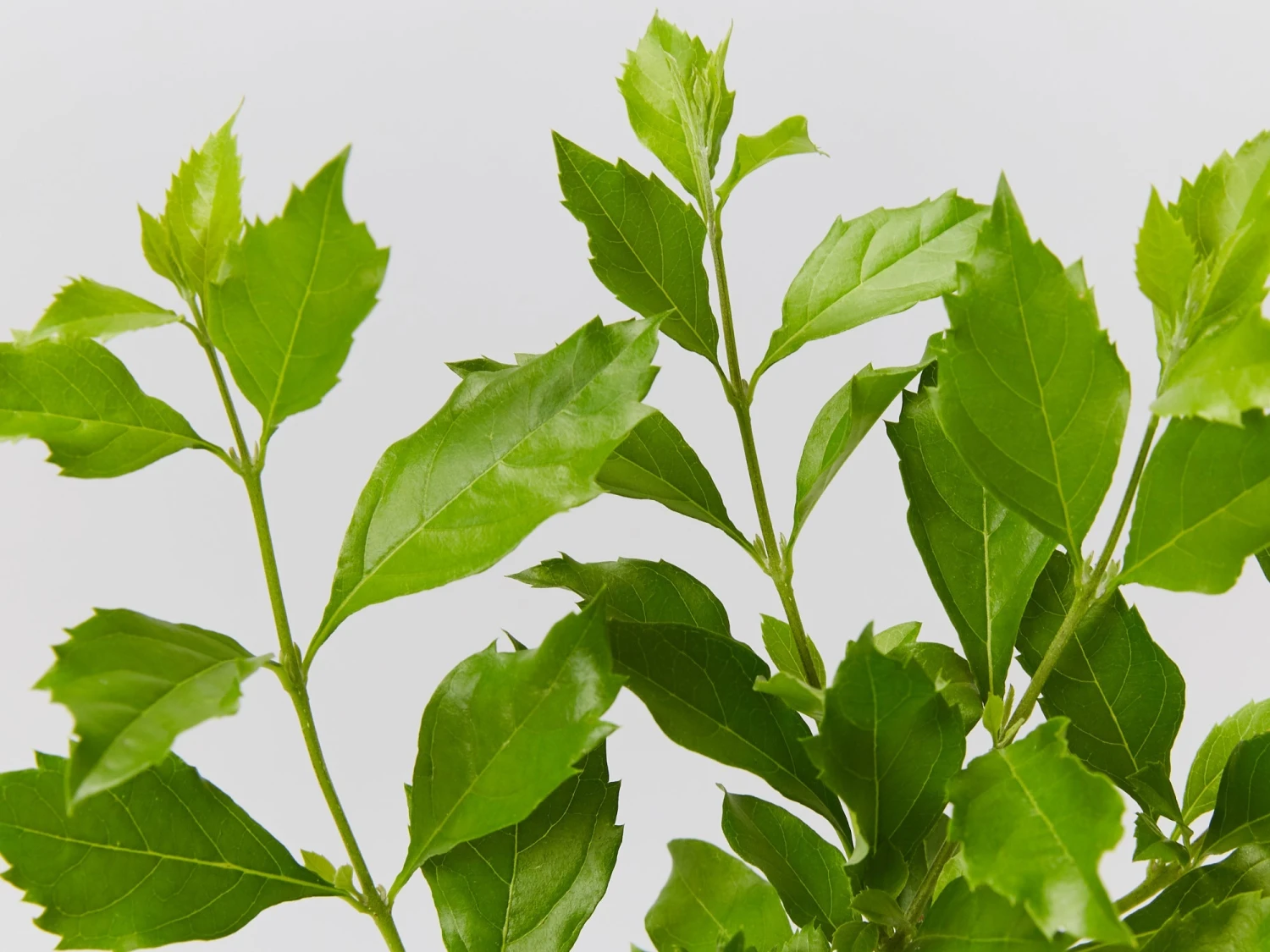 Duranta Repens 'Geisha Girl' - Image 6