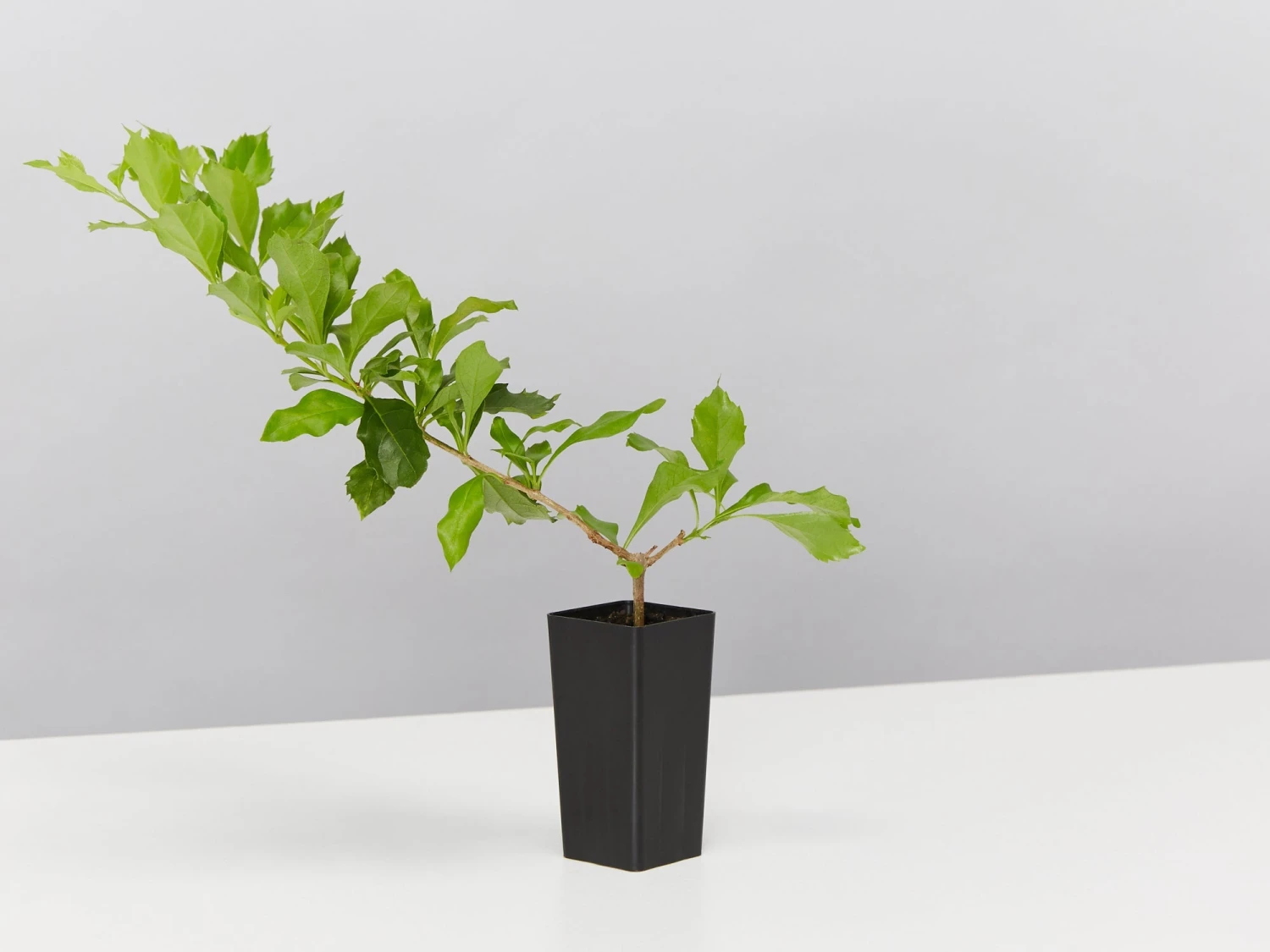 Duranta Repens 'Geisha Girl' - Image 4