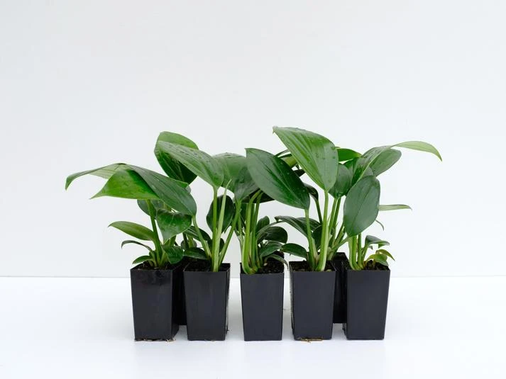 Rhaphidophora Decursiva