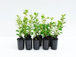 Escallonia Macrantha Pink Pixi