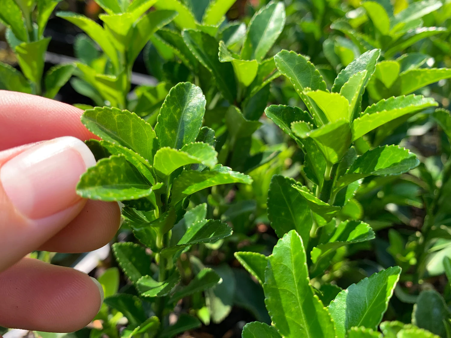Euonymus Japonica Green Rocket - Image 2